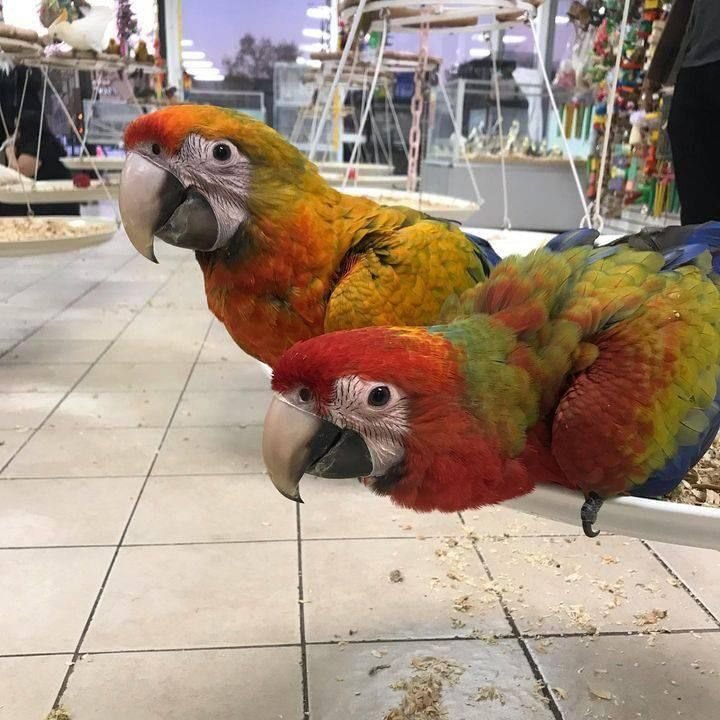 camelot macaw parrots