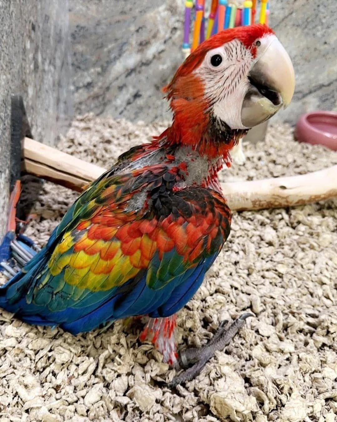 Camelot Macaw Parrots - Image 2