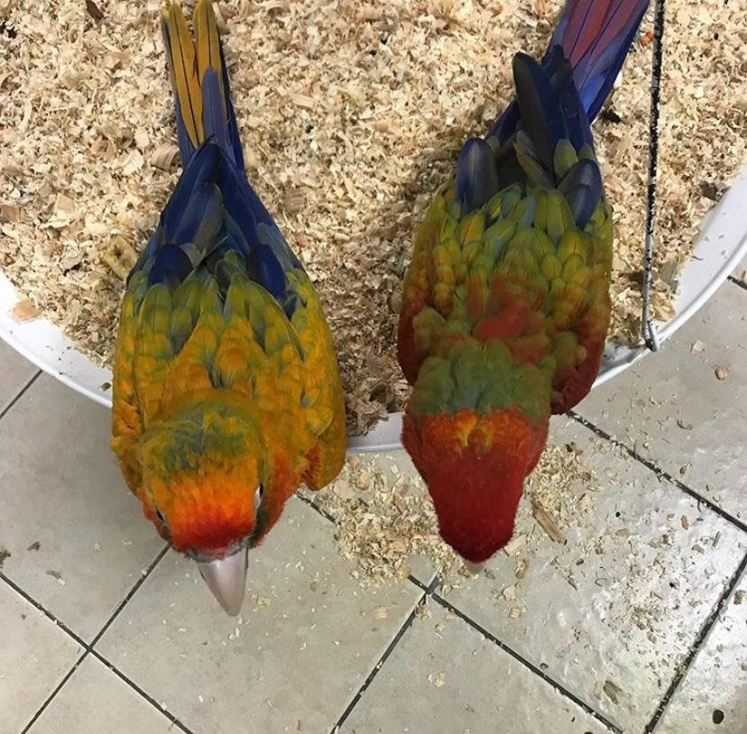 Camelot Macaw Parrots - Image 3