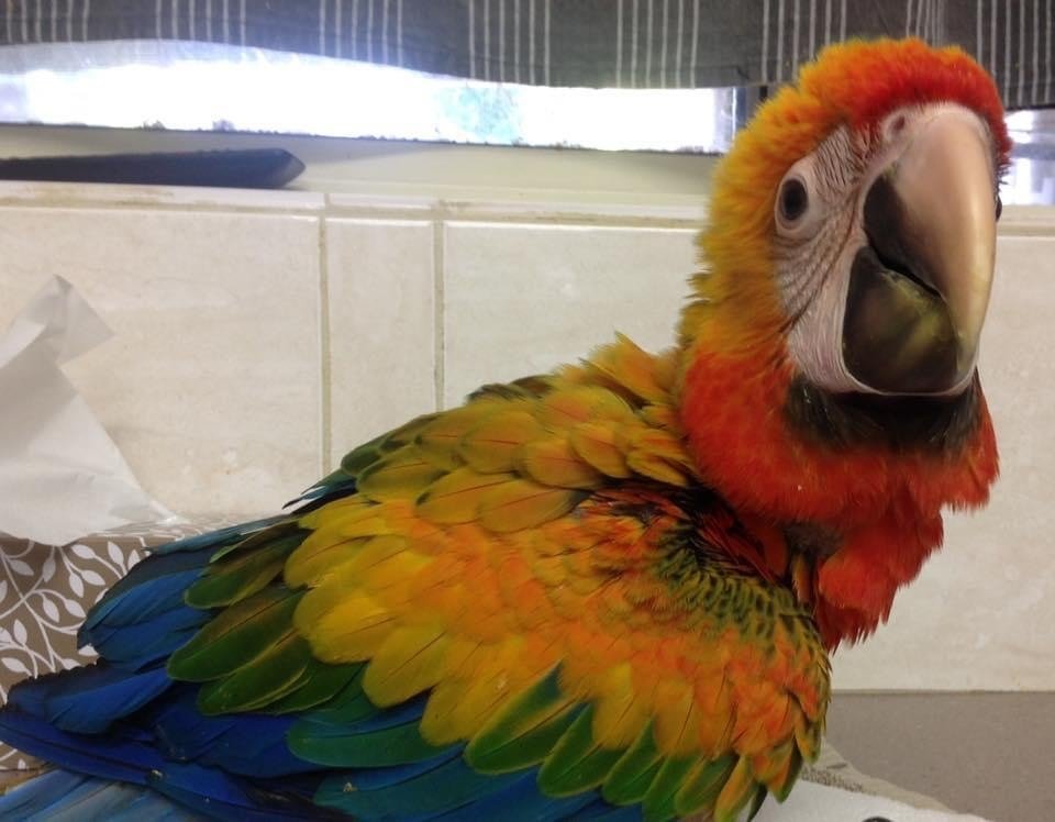 camelot macaw parrots