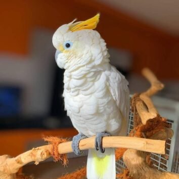 Citron Crested Cockatoo Parrot
