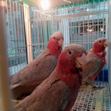 Galah Cockatoo Parrot