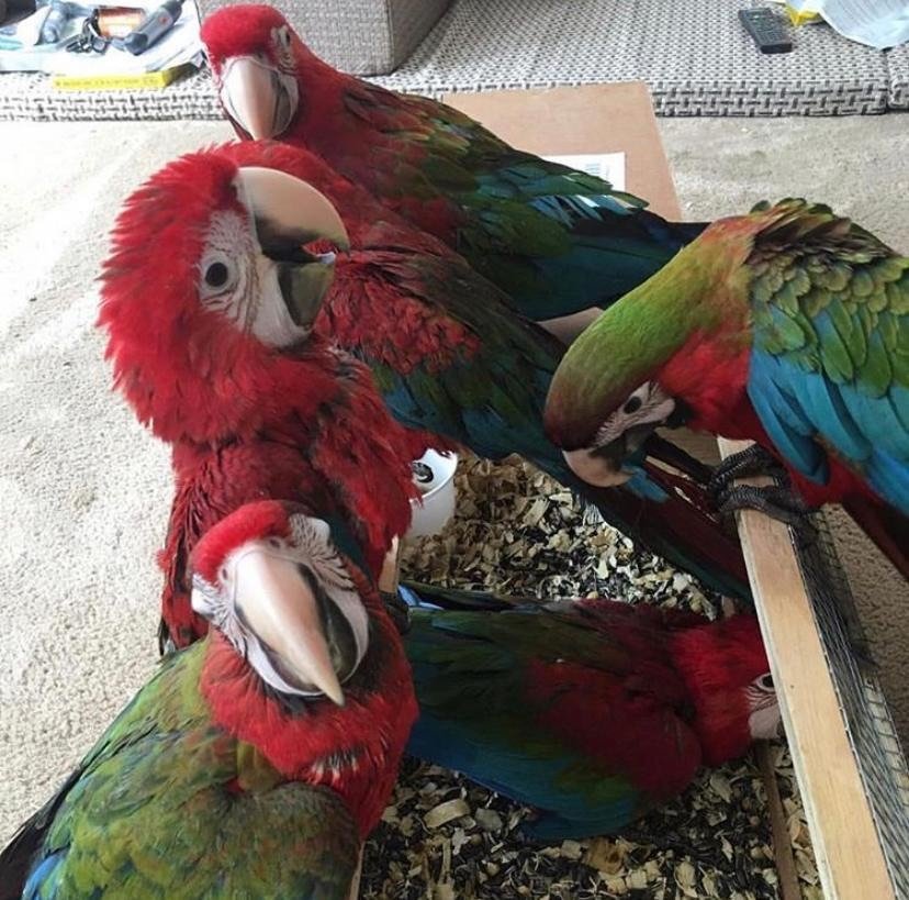Green Winged Macaw