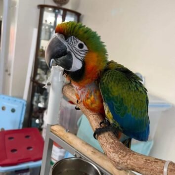 Harlequin Macaw Parrots