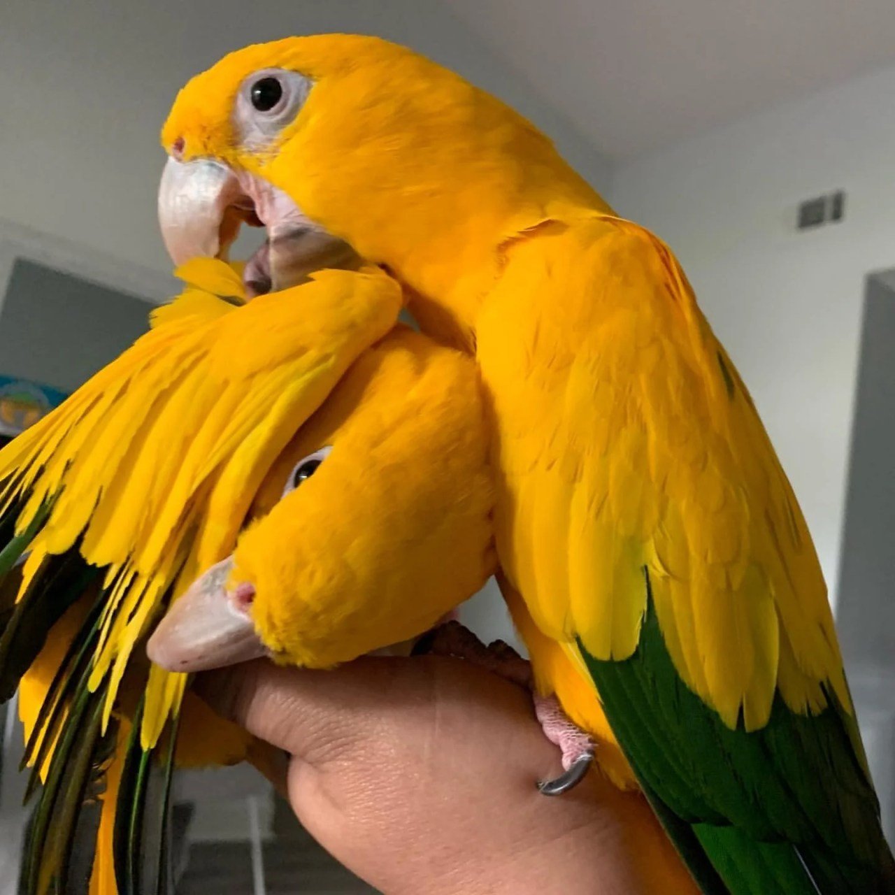 Golden Conures Parrots