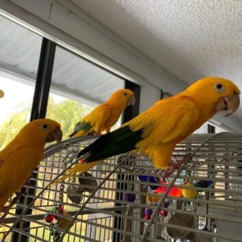 Golden Conures Parrots