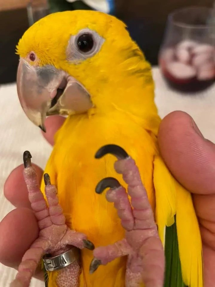 Golden Conures Parrots - Image 5