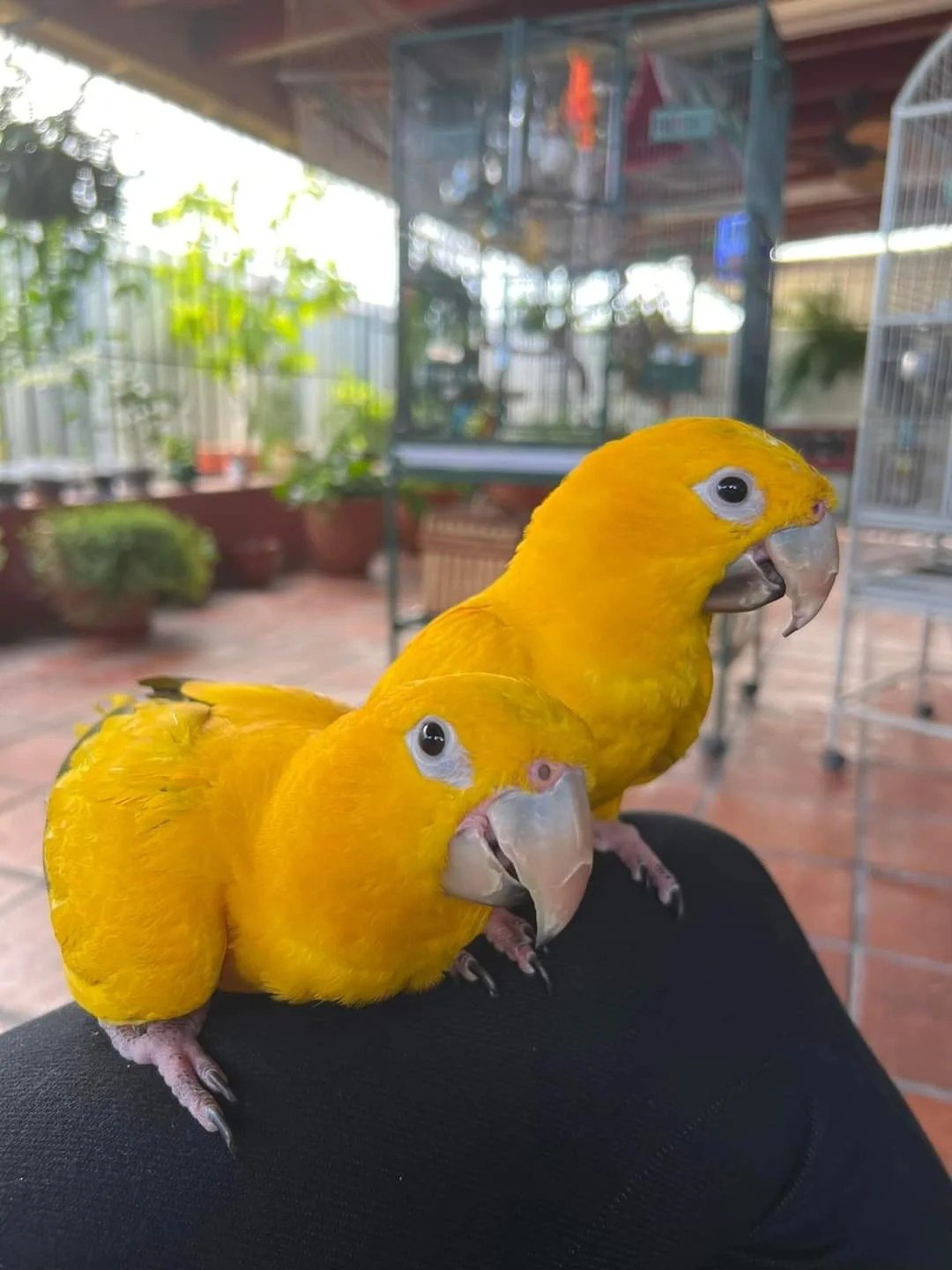 Golden Conures Parrots