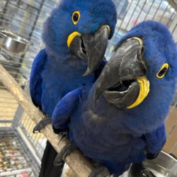 Hyacinth Macaw Parrot