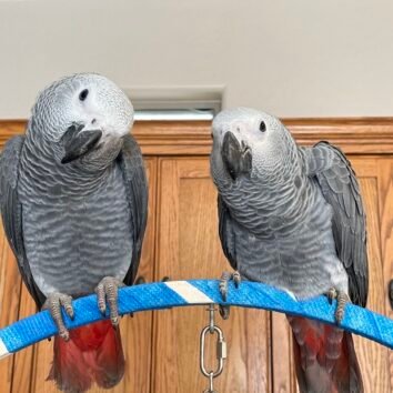 Buy African Grey Parrot online