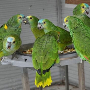 Blue Fronted Amazon Parrot