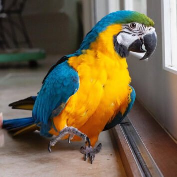 Blue and Gold Macaw