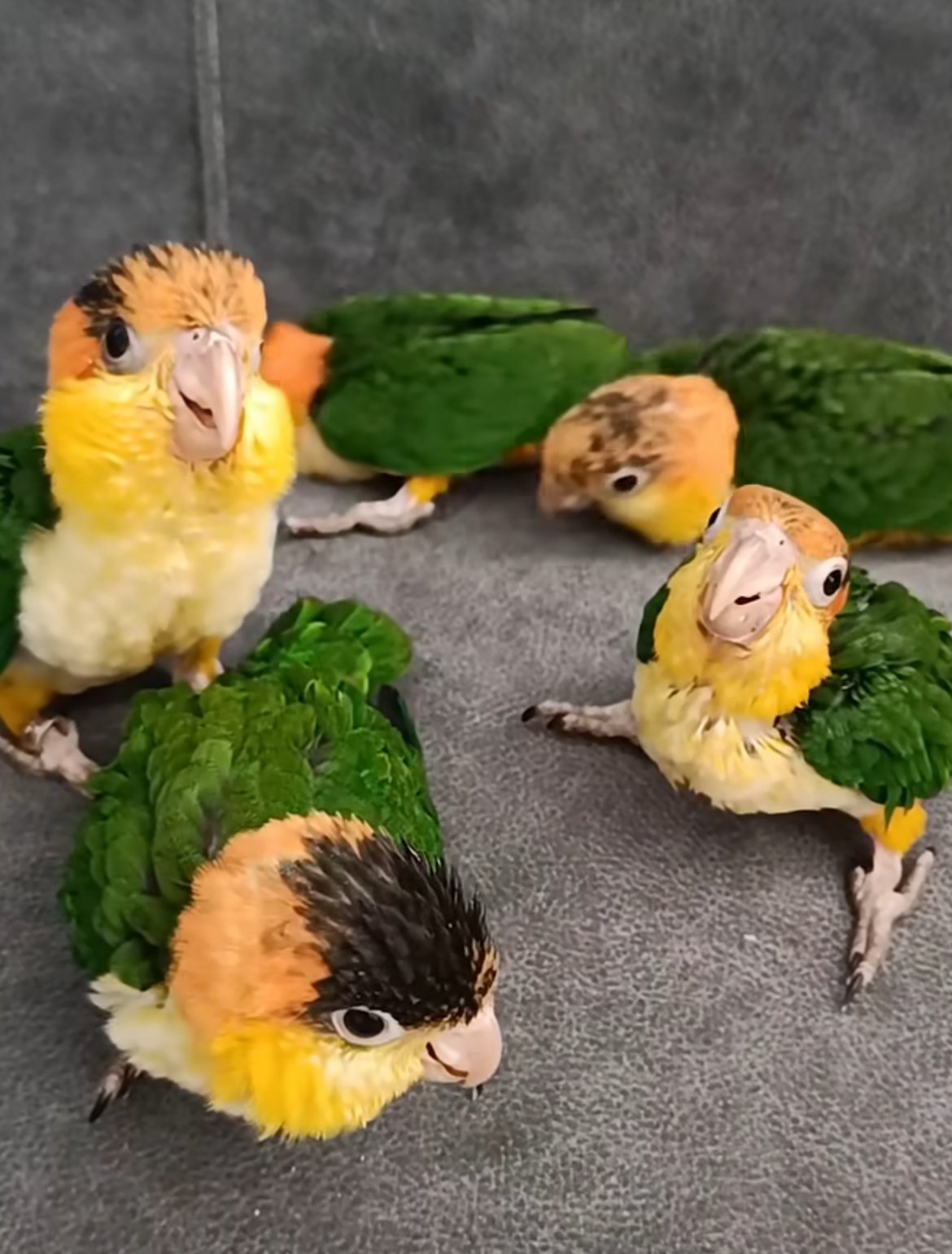 Caique Parrot