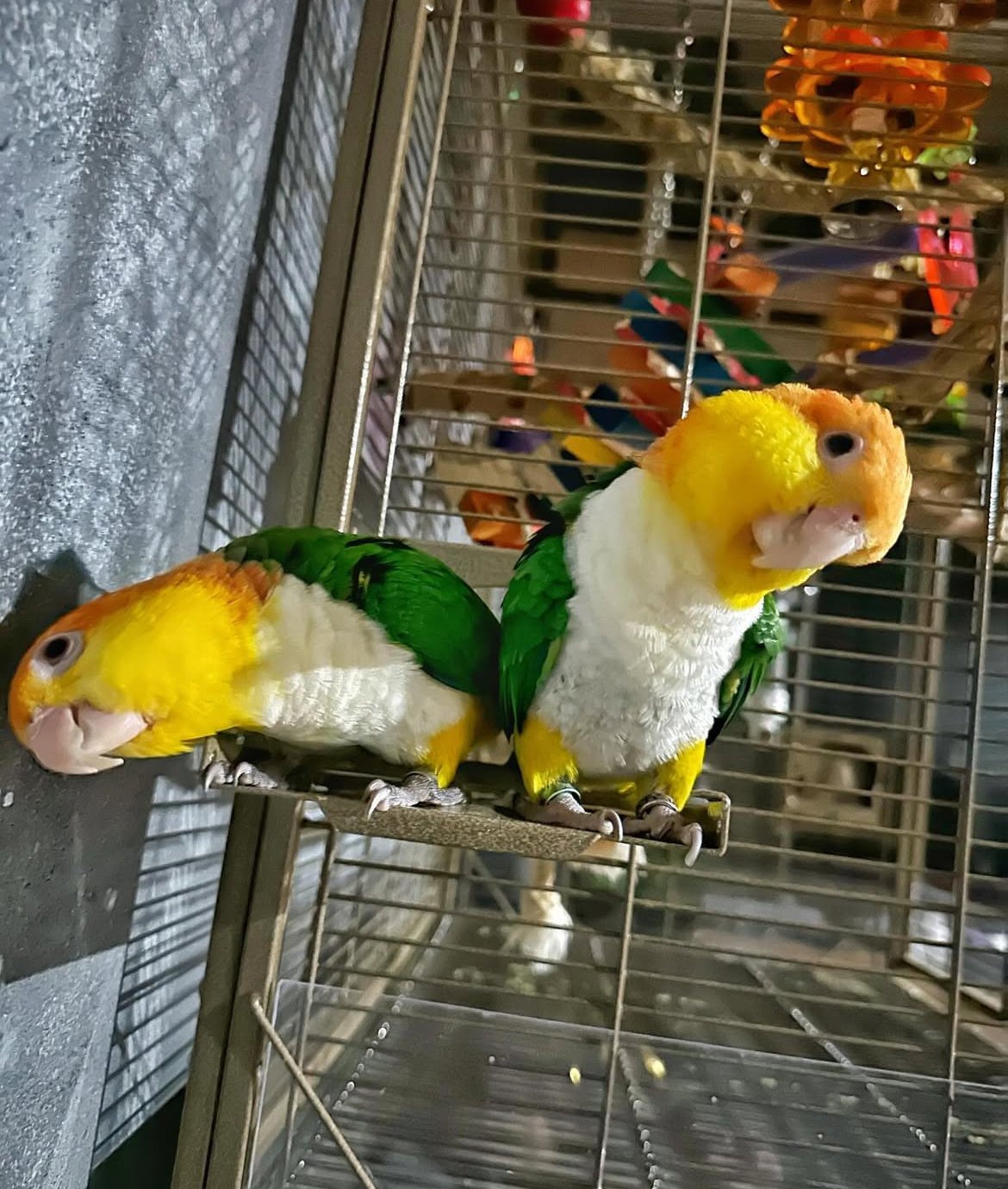 Caique Parrot