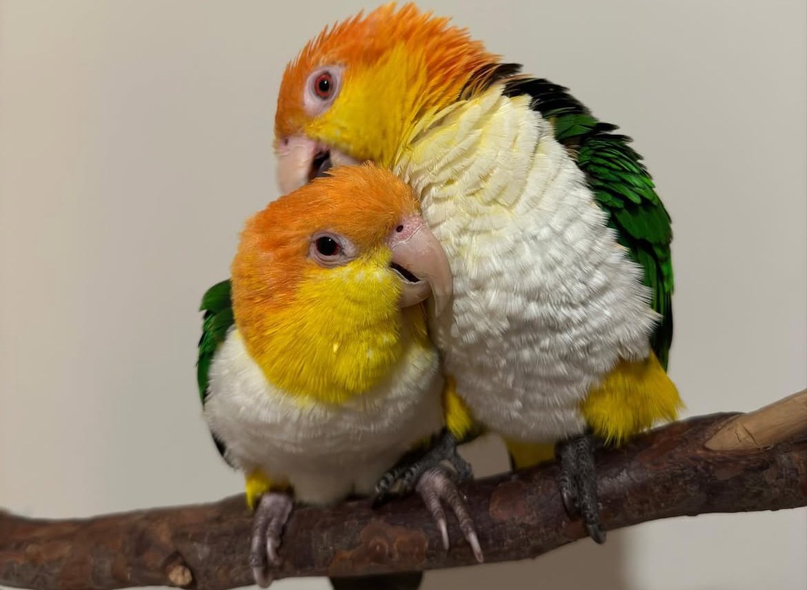 Caique Parrot