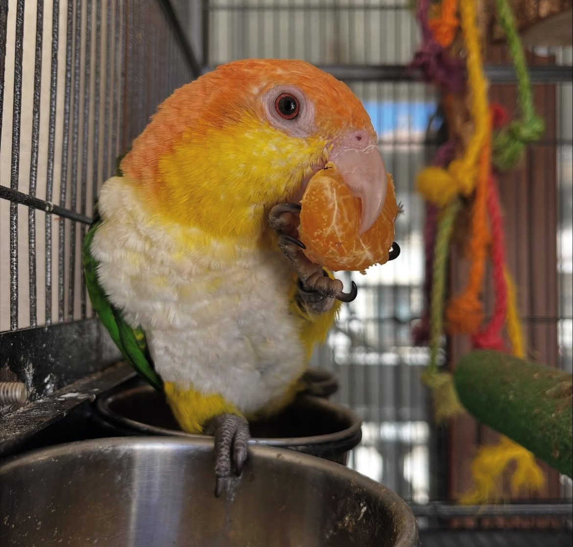 Caique Parrot