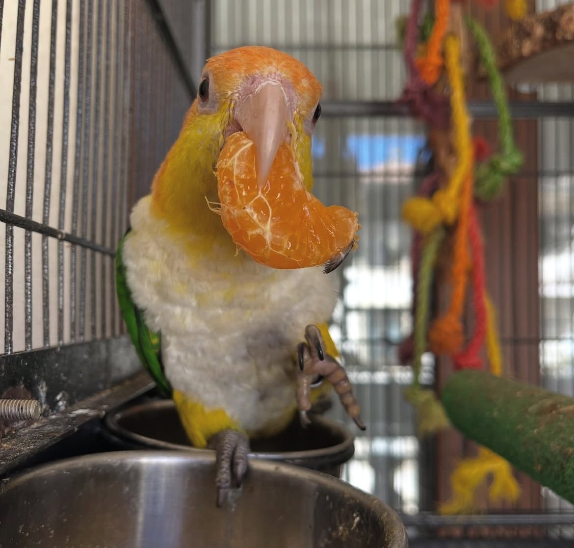Caique Parrot