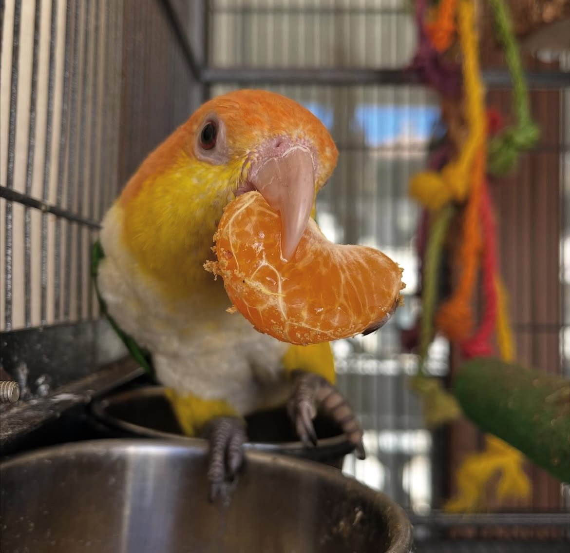 Caique Parrot