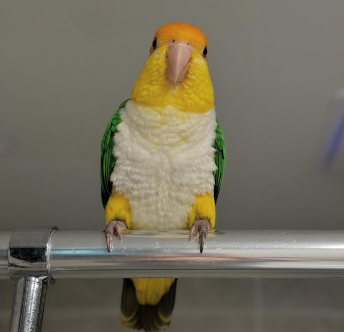 Caique Parrot