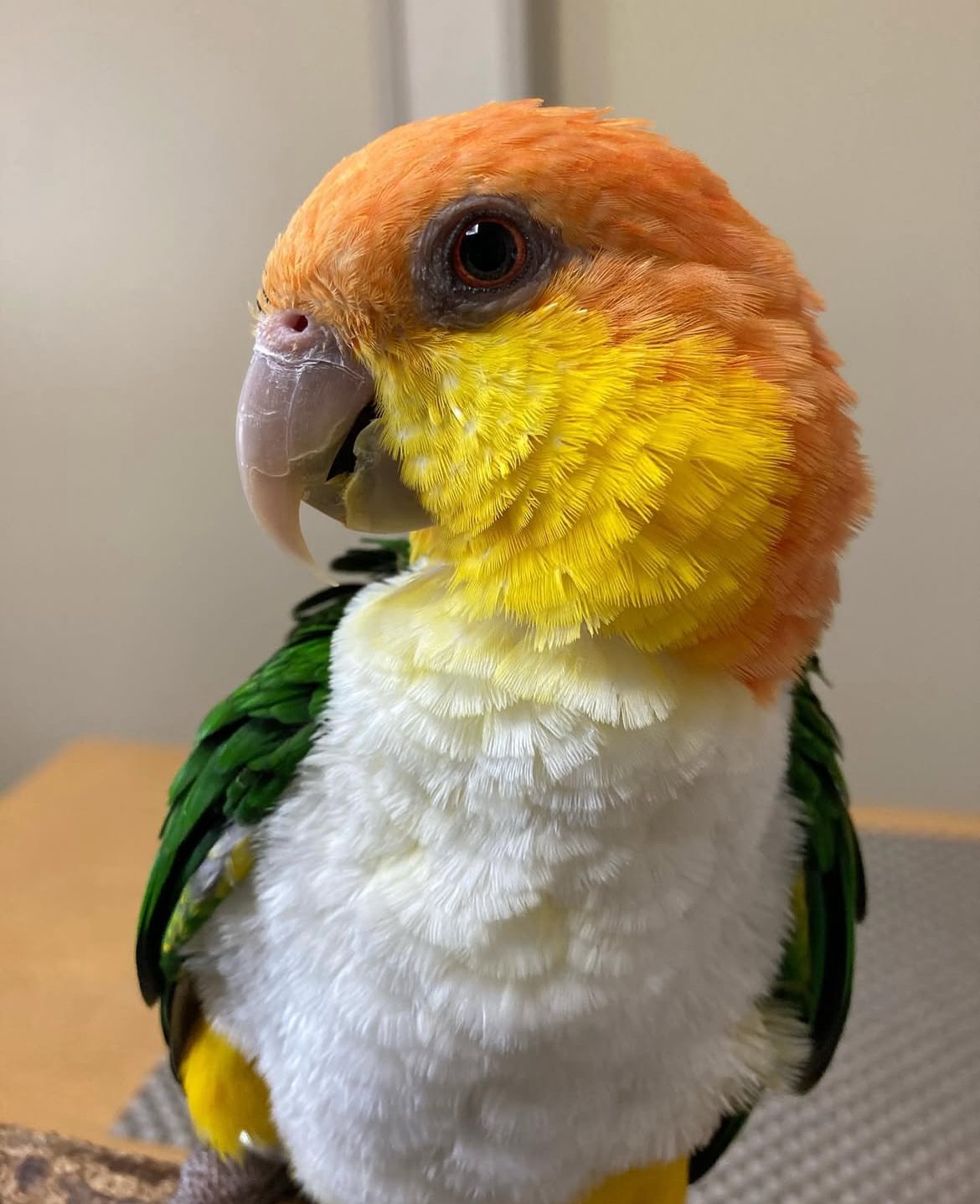 Caique Parrot
