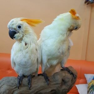 Moluccan Cockatoo parrots