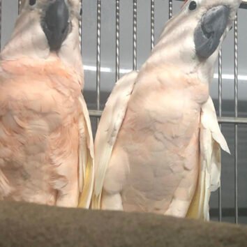 Moluccan Cockatoo parrots
