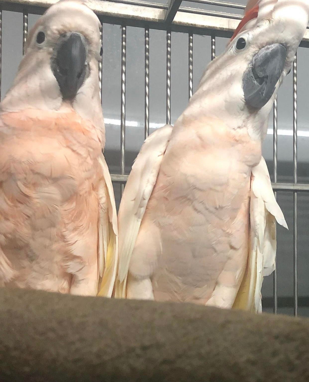 Moluccan Cockatoo parrots
