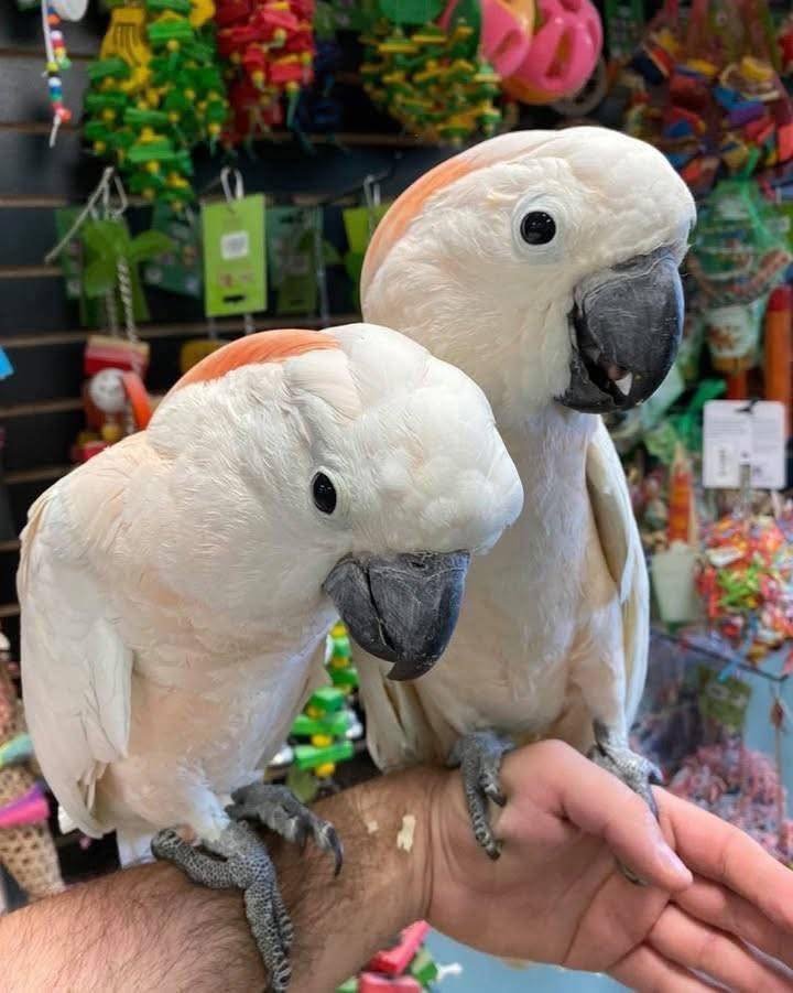 Moluccan Cockatoo parrots