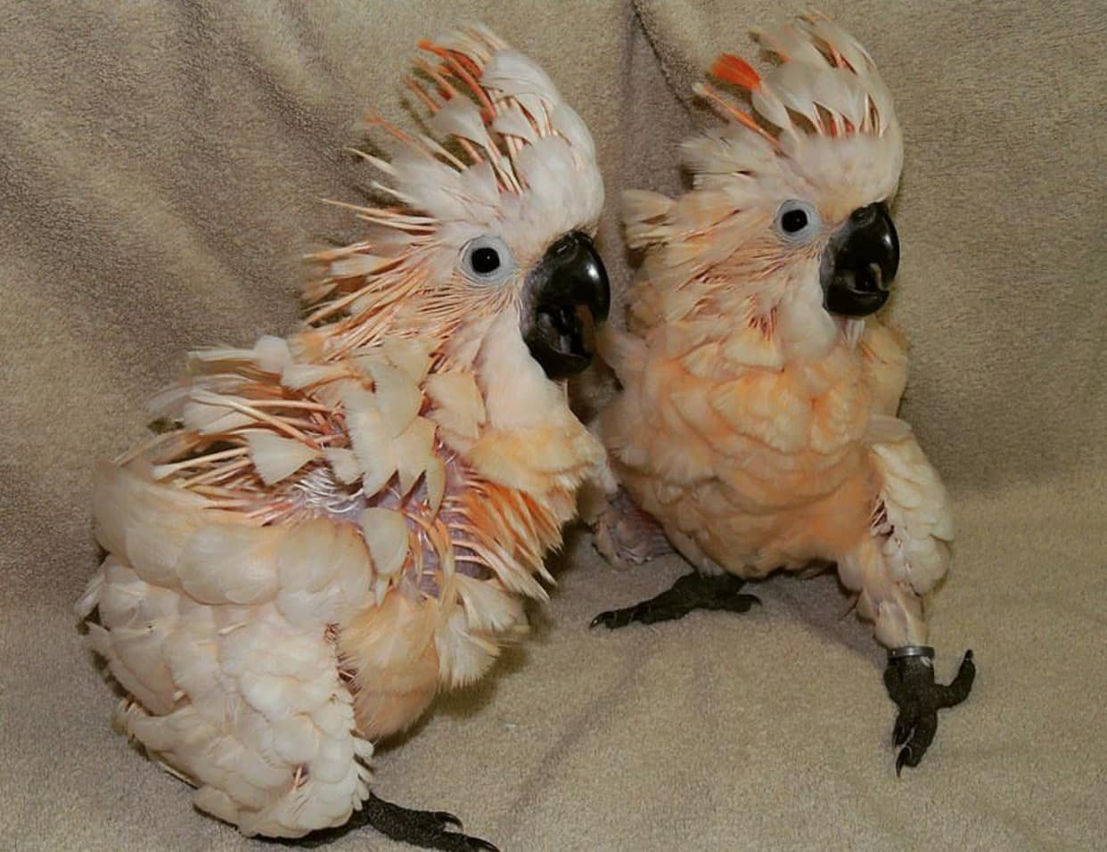 Moluccan Cockatoo parrots