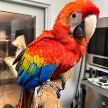 SCARLET MACAW