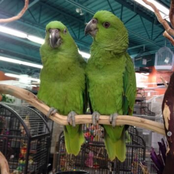 Yellow Naped Amazon Parrots