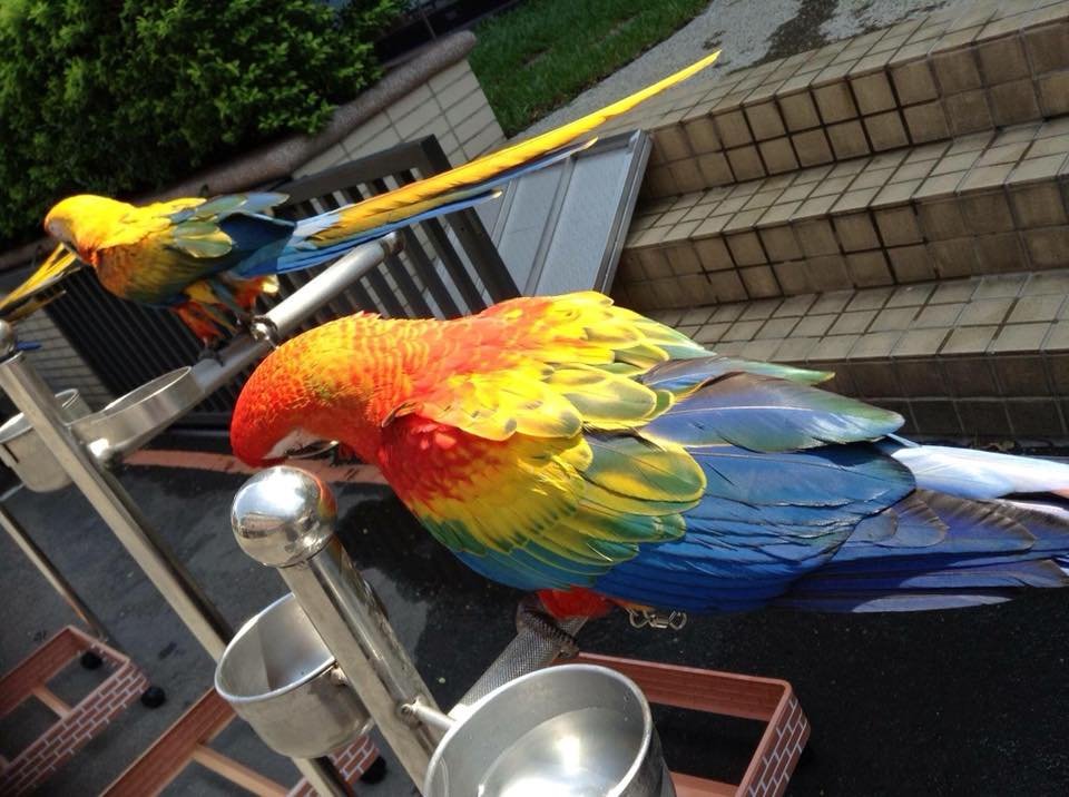 camelot macaw parrots