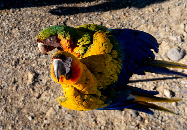 camelot macaw parrots