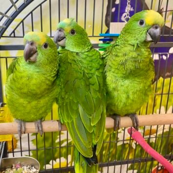 Double Yellow Headed Amazon Parrot
